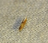 Argyresthia albistria