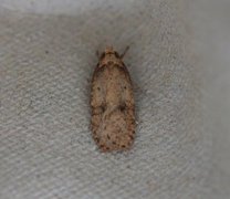 Angelica Flat-body (Agonopterix angelicella)