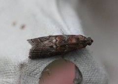 Dotted Oak Knot-horn (Phycita roborella)
