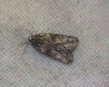 Marbled Grey (Bryophila raptricula)