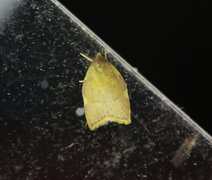 Long-horned Flat-body (Carcina quercana)