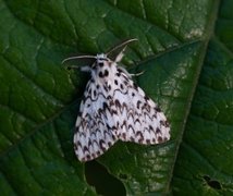 Black Arches (Lymantria monacha)