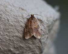 Brown-barred Tortrix (Epagoge grotiana)