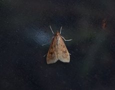 Rusty-dot Pearl (Udea ferrugalis)