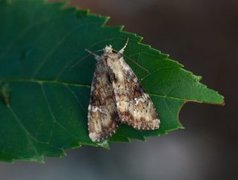 Praktengfly (Apamea scolopacina)