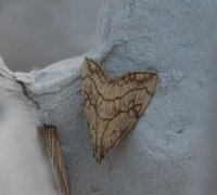 Chequered Straw (Evergestis pallidata)