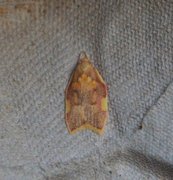 Long-horned Flat-body (Carcina quercana)