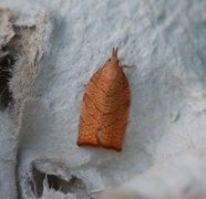 Hasselbladvikler (Pandemis corylana)