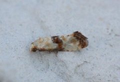 Marbled Conch (Eupoecilia angustana)