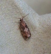 Spruce Bud Moth (Zeiraphera ratzeburgiana)