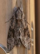 Convolvulus Hawk-moth (Agrius convolvuli)