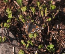 Iduns rutevinge (Euphydryas iduna)