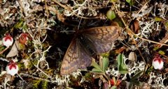 Dusky-winged Fritillary (Boloria improba)