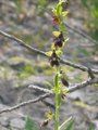 Flueblom (Ophrys insectifera)