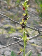 Flueblom (Ophrys insectifera)