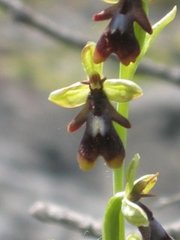 Flueblom (Ophrys insectifera)