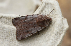 Red Chestnut (Cerastis rubricosa)
