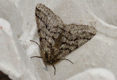 Brindled Beauty (Lycia hirtaria)