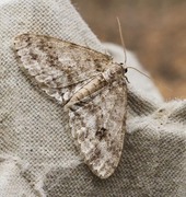 Vårbarkmåler (Ectropis crepuscularia)