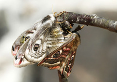 Emperor Moth (Saturnia pavonia)