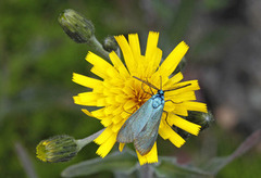 Forester (Adscita statices)