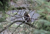 Spurvehauk (Accipiter nisus)