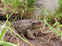 Padde (Bufo bufo)