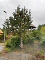 Buskfuru (Pinus mugo)