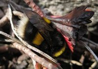 Bumble-bee (Bombus)