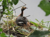 Horndykker (Podiceps auritus)