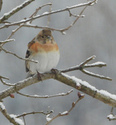 Brambling (Fringilla montifringilla)