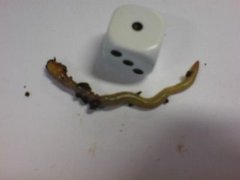 Green Worm (Allolobophora chlorotica)