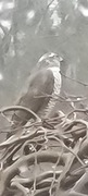 Hønsehauk (Accipiter gentilis)