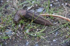 Boakjølsnegl (Limax maximus)