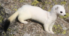Stoat (Mustela erminea)