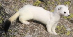 Røyskatt (Mustela erminea)