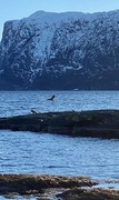 White-tailed Eagle (Haliaeetus albicilla)