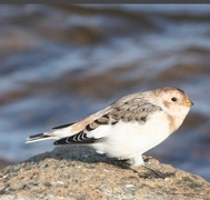 Snow bunting (Plectrophenax nivalis)