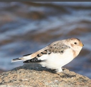 Snøspurv (Plectrophenax nivalis)