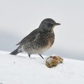 Gråtrost (Turdus pilaris)