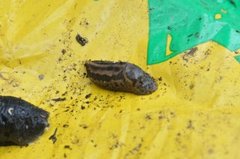 Giant Garden Slug (Limax maximus)