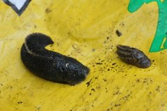 Ash-black Slug (Limax cinereoniger)