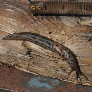 Giant Garden Slug (Limax maximus)