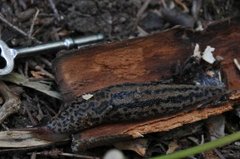 Giant Garden Slug (Limax maximus)