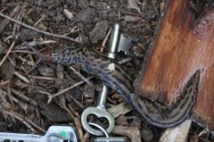 Giant Garden Slug (Limax maximus)