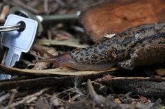 Giant Garden Slug (Limax maximus)