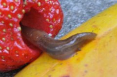 Tree Slug (Lehmannia marginata)