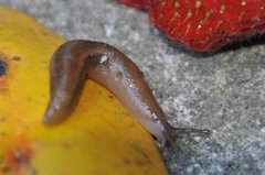 Tree Slug (Lehmannia marginata)