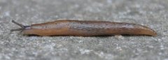 Tree Slug (Lehmannia marginata)