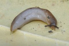 Tree Slug (Lehmannia marginata)